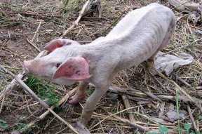 猪吃食图片,自然觅食场景下的生态画卷