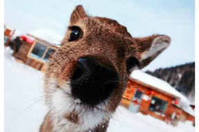 嘿傻狍子表情包,网络潮流中的欢乐源泉